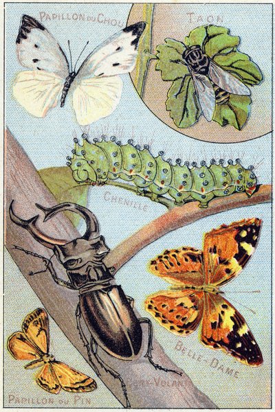 Talerz 4: Motyl kapusty, Taon, Chenille, Belle-dame, Latawiec, Motyl sosnowy. Grawerowanie w „Syllabary alfabetu motyli i owadów””. Serie A. Pellerin et Cie, drukarze-wydawcy, Epinal, koniec XIX wieku. Chromolitografie. Mały 8-stronicowy a autorstwa French School