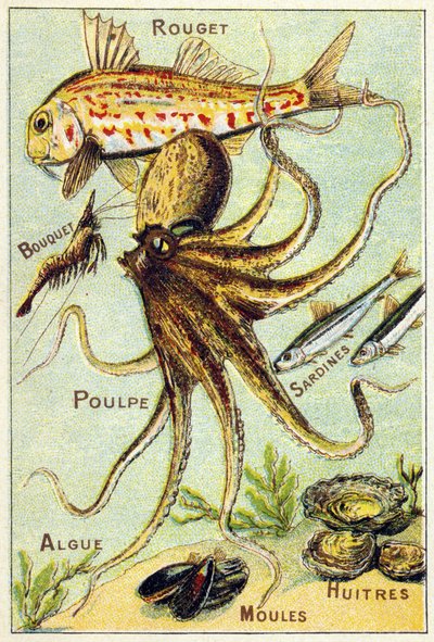 Talerz 4: cefal, bukiet, ośmiornica, sardynki, wodorosty, małże, ostrygi. Grawerowanie w „Sylabary alfabetu ryb morskich i słodkowodnych”. Serie A. Pellerin et Cie, drukarze-wydawcy, Epinal, koniec XIX w. Chromolitografie. Mała 8-stronicowa reklama autorstwa French School