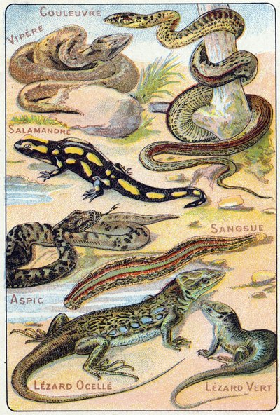 Płyta 4: Wąż, Żmija, Salamandra, Galaretka, Pijawka, Ocelle Lezarda, Zielony Lezard. Grawerowanie w „Sylabariusze alfabetu ptaków i gadów””. Serie A. Pellerin et Cie, drukarze-wydawcy, Epinal, koniec XIX wieku. Chromolitografie. Mała 8-stronicowa reklama a autorstwa French School