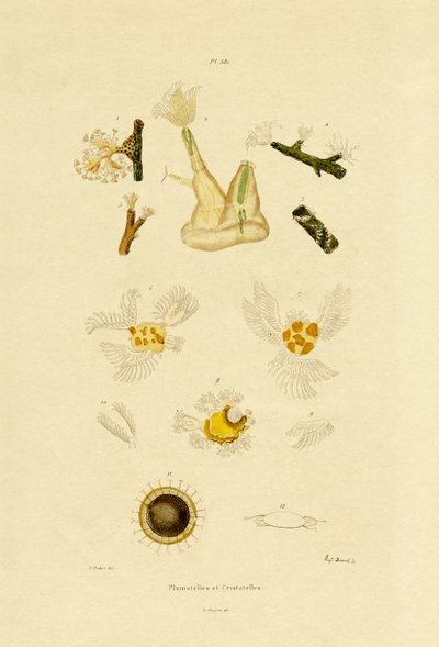 Polip, 1833-39 autorstwa French School