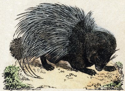 Porc-epic (epopeja świń). Grawerowanie w „Alfabet des animaux sauvages””. 9. seria. Obraz Epinal, Pellerin, drukarz-wydawca, ok. 1870 r. Ryciny na drewnie, szablon. 16 stron. Wymiary: 20 x 15 cm. Prywatna kolekcja autorstwa French School
