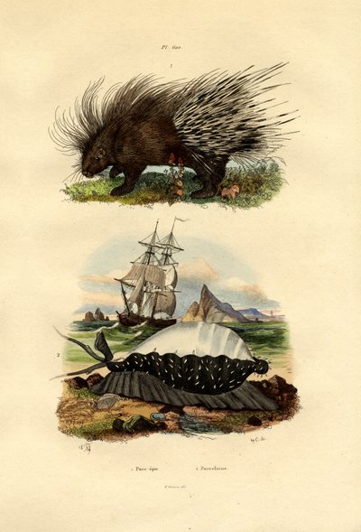 Jeżozwierz, 1833-39 autorstwa French School