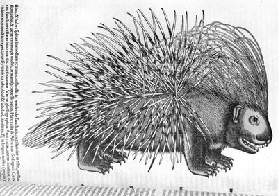 Jeżozwierz z „Historia Animalium” Conrada Gesnera (1516-65) 1551 autorstwa French School