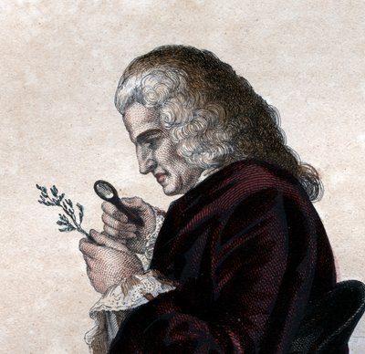 Portret Bernarda de Jussieu (1699-1777), francuskiego przyrodnika. autorstwa French School
