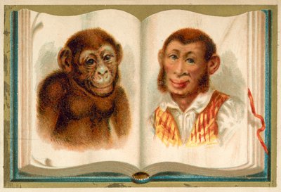 Portrety małpy i człowieka (chromolitho) autorstwa French School