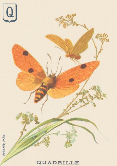 P: Quadrille (Lithosia quadra lub Lithosie quadrille) autorstwa French School