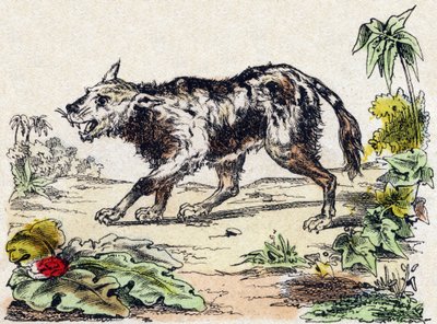 Quachy (gatunek psa lwa z Ameryki Południowej). Grawerowanie w „Alfabet des animaux sauvages””. 9. seria. Obraz Epinal, Pellerin, drukarz-wydawca, ok. 1870 r. Ryciny na drewnie, szablon. 16 stron. Wymiary: 20 x 15 cm. Prywatna kolekcja autorstwa French School