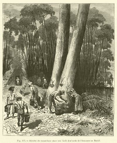 Zbieranie gumy w lesie nad brzegiem Amazonki w Brazylii autorstwa French School
