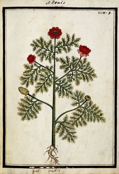 Czerwony Adonis, ok.1700 autorstwa French School