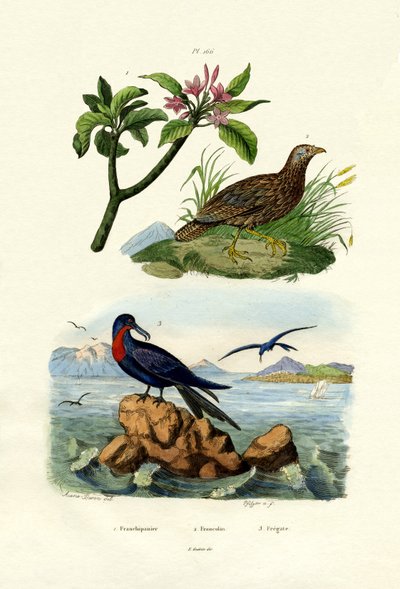 Czerwone Frangipani, 1833-39 autorstwa French School