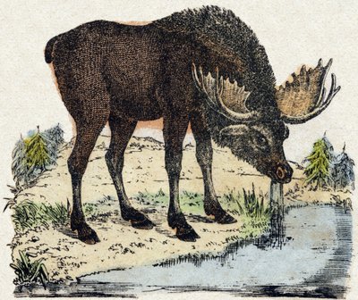 Renifer. Grawerowanie w „Alfabet des animaux sauvages””. 9. seria. Obraz Epinal, Pellerin, drukarz-wydawca, ok. 1870 r. Ryciny na drewnie, szablon. 16 stron. Wymiary: 20 x 15 cm. Prywatna kolekcja autorstwa French School