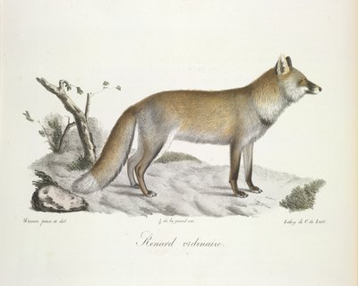 Zwykły lis. Lis, z Historii Naturalnej Ssaków (kolor lito) autorstwa French School