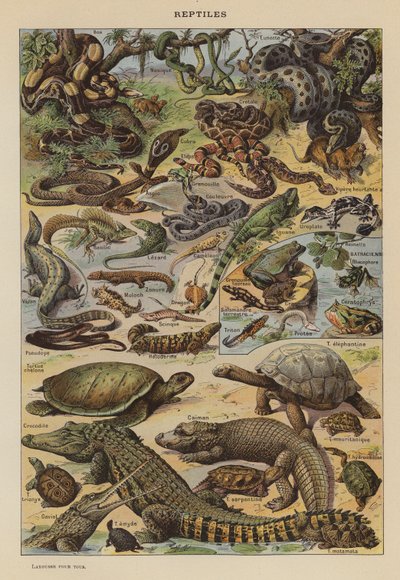 Gady (litografia kolorowa) autorstwa French School