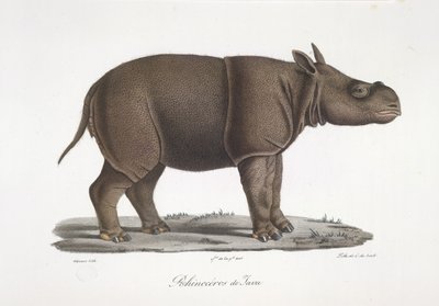 Nosorożec jawajski, z historii naturalnej ssaków (kolor lito) autorstwa French School