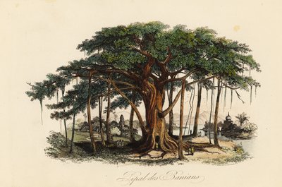Święte drzewo figowe, Ficus religiosa, znane również jako drzewo bodhi, drzewo banianowe, drzewo banyanowe, drzewo pippala, drzewo peepul, drzewo peepal lub drzewo ashwattha autorstwa French School