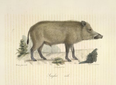 Dzik, samiec, z Historii Naturalnej Ssaków (kolor lito) autorstwa French School