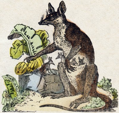 Sarigue (possum). Grawerowanie w „Alfabet des animaux sauvages””. 9. seria. Obraz Epinal, Pellerin, drukarz-wydawca, ok. 1870 r. Ryciny na drewnie, szablon. 16 stron. Wymiary: 20 x 15 cm. Prywatna kolekcja autorstwa French School