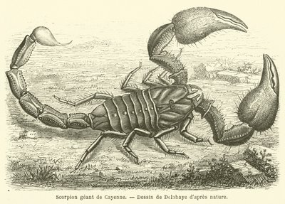 Skorpion olbrzymi cayenne (grawerowanie) autorstwa French School