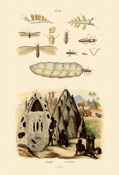 Ślimak morski, 1833-39 autorstwa French School