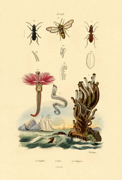Serpulidy, 1833-39 autorstwa French School