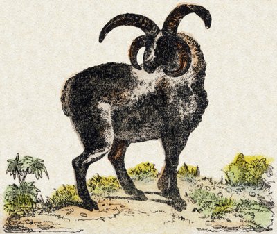 Owce. Grawerowanie w „Alfabet des animaux sauvages””. 9. seria. Obraz Epinal, Pellerin, drukarz-wydawca, ok. 1870 r. Ryciny na drewnie, szablon. 16 stron. Wymiary: 20 x 15 cm. Prywatna kolekcja autorstwa French School