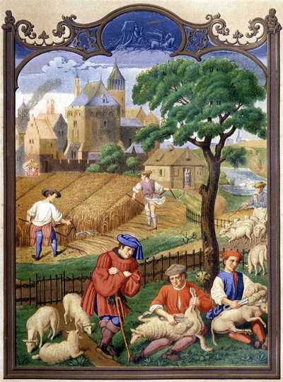 Ścinanie i zbieranie owiec - miniatura, średniowiecze. autorstwa French School