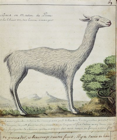 Owce z Peru (lamy lub alpaki) (wc na papierze) autorstwa French School