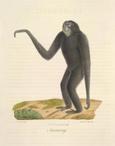 Siamang, z Natural History of Mammals (kolor lito) autorstwa French School