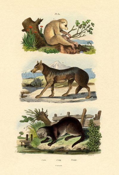 Małpa Leniwiec, 1833-39 autorstwa French School