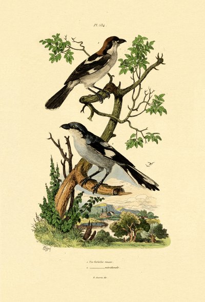 Południowa szara dzierzba, 1833-39 autorstwa French School