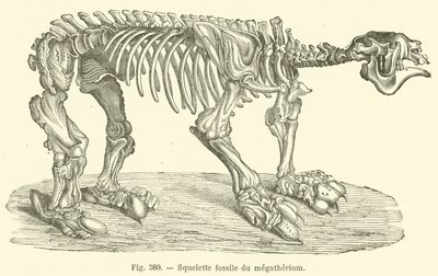Squelette fossile du megatherium (rycina) autorstwa French School