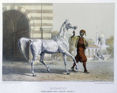 Stalon arabski, Bairaktar autorstwa French School