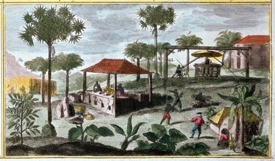 Produkcja cukru w Indiach Zachodnich, fragment 00155 - w „Historii powszechnej Antyli zamieszkanych przez Francuzów przez Du Tertre”, pocz. autorstwa French School