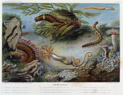 Sunapte de Duvernoy - w „”Le Monde de la Mer”” Alfreda Fredola. wyd. Paryż, Hackette. autorstwa French School