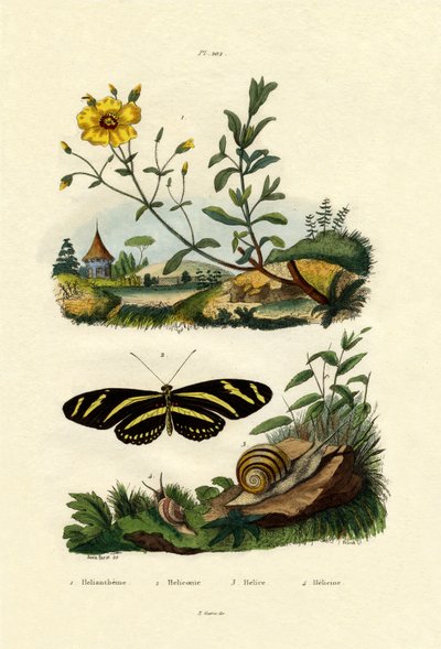 Róża słoneczna, 1833-39 autorstwa French School