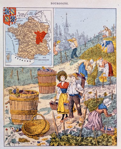 Winogron w Burgundii, ilustracja z podręcznika szkolnego, ok. 1910 r. autorstwa French School