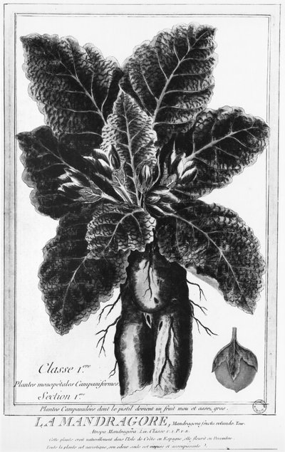 Mandrake autorstwa French School