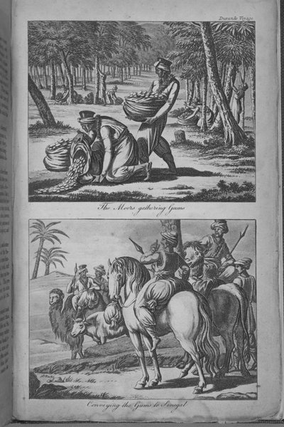 Maurowie zbierają dziąsła i przenoszą je do Senegalu, ilustracja z „Podróży do Senegalu…” autorstwa French School