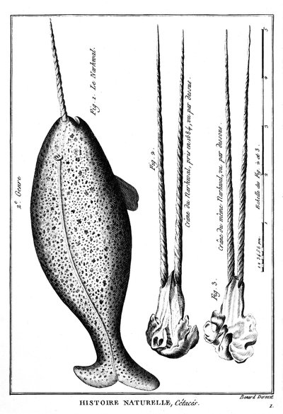 Narwal lub Narwhal, waleni - w „Histoire naturelle”” - grawerowanie, b.d. autorstwa French School