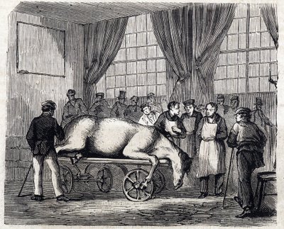 Narodowa Szkoła Weterynaryjna w Alfort - Les grandes écoles de France - Szkoła weterynaryjna Maison Alfort w 1866 r. - Sala operacyjna - Grawerowanie w „Le monde illustrious” z 1866 r. autorstwa French School