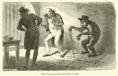 Orang-Outang naśladujący człowieka (rycina) autorstwa French School