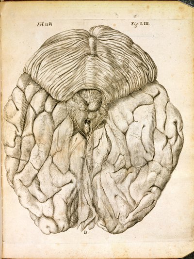 Struktura mózgu, z De Homine Figuris Rene Descartes (1596-1650) opublikowanej w Hadze, 1662 autorstwa French School