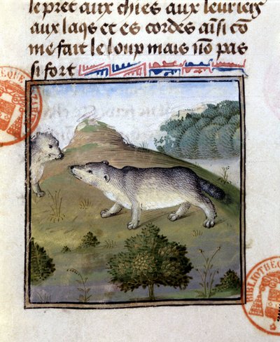 Borsuk - w „Księdze myśliwskiej Gastona Phoebusa, hrabiego Foix, Pana Bearn”” autorstwa French School