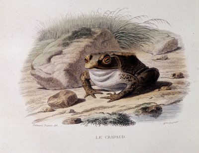 Ropucha szara (Bufo bufo) - w „Lacepede” autorstwa French School