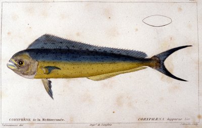Delfiny Morza Śródziemnego według „Naturalnej historii ryb” Cuvier, Valenciennes, Paryż autorstwa French School