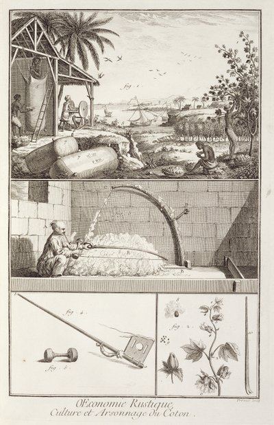 Uprawa bawełny, z Encyklopedii Denisa Diderota (1713-84), ryt. A. Provost (fl.1834-55), ok.1760 autorstwa French School