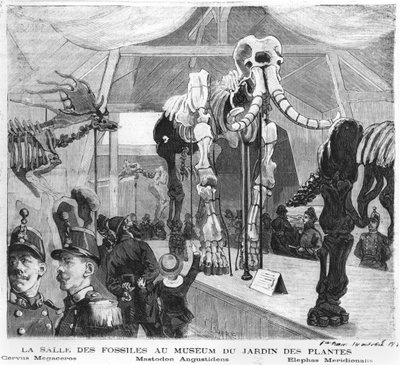 Pokój z skamieniałościami w Muzeum Historii Naturalnej w Paryżu, ok.1880 autorstwa French School
