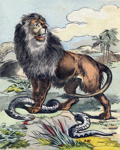 Lew. Grawerowanie w „Buffon Alphabet des Animaux”. III seria N 1. Obrazowanie Epinal, Epinal, koniec XIX wieku. 16 stron. Wymiary: 28x21cm autorstwa French School