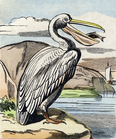 Pelikan. Grawerowanie w "Buffon Alphabet des Oiseaux n 1". 3. Seria N 1. Obrazowanie Epinal, Epinal, koniec XIX wieku. 16 stron. Wymiary: 28x21 cm autorstwa French School