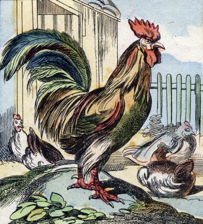 Kogut. Grawerowanie w "Buffon Alphabet des Oiseaux n 2". 3. Seria N 2. Obrazowanie Epinal, Epinal, koniec XIX wieku. 16 stron. Wymiary: 28x21 cm autorstwa French School